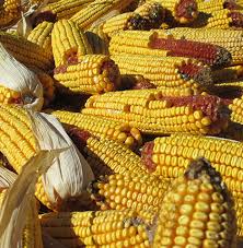 It's an intriguing question, but it lures us down quite a garden path. Bagged Ear Corn Standish Milling