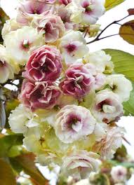 Image result for Prunus