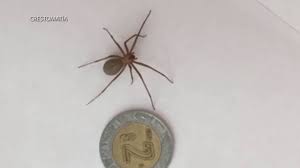 Los signos de picotazo de araña parda son inicialmente dolorosos, puede ser intenso y que involucre todo el miembro, suelen aparecer en 60 minutos luego de la picada. Picaduras De Arana Violinista Como Identificarlas Y Que Hacer Si Solfa Syllable Pica Una Sintomas De Picadura De Arana Rinconera