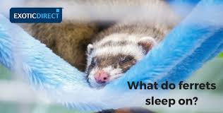 Are you ready to own one? How To Look After Ferrets Cage Setup Cleaning Toxic Litter And Wood Exoticdirect