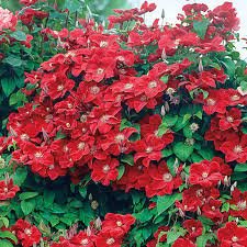 Maybe you would like to learn more about one of these? Rouge Cardinal Clematis Shop Flowering Vines Spring Hill