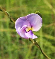 Image result for Neorautanenia ficifolia