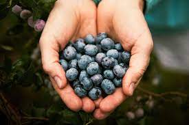 Jun 25, 2021 · blueberry growers in british columbia are cautiously keeping an eye on their crops as scorching temperatures roll in across the province. How The New Jersey Pine Barrens Became The World S Blueberry Capital