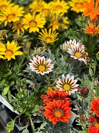 Image result for Hirpicium gazanioides