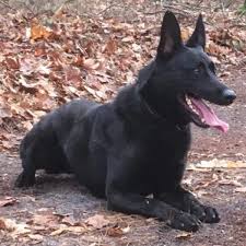Boas Dutch Shepherd Executive Protection Dog German Shepherd Dogs German Shepherd German Shepherd Puppies