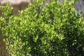 Image result for Searsia acuminatissima