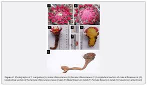 Image result for Thonningia