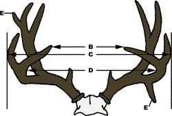 Trophy Scoring How To Score Deer Elk Antelope Bear And