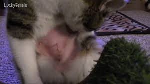 Don't bathe your cat during the first few weeks after the surgery. Cat Spay Neuter Recovery Aftercare Female And Male Youtube