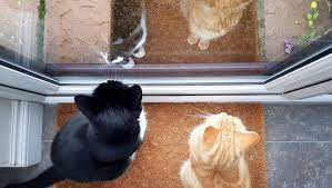If I Return Home At A Later Than Usual Time I Still Feel A Wave Of Guilt Coming Over Me Like I Ve Somehow Neglected Her At Time Cat House Cats Cat