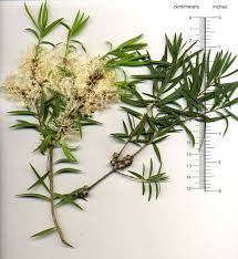 Image result for Melaleuca sp. A (Biegel 5741)