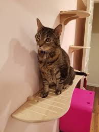 This set includes our long hammock, wall feeder and 5 steps all for kitty fun and relaxation. Best Cat Shelves Contempocat Wall Steps Tails Tips