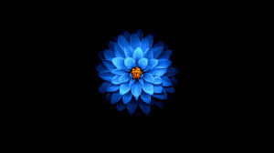 Apr 03, 2018 · hi there my friend gives me this link: Desktop Wallpaper Blue Flower Dark Amoled Hd Image Picture Background 476b3b