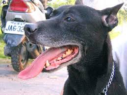 The name chinese taipei was formally accepted by the taipei government in 1981.67 a flag bearing the emblem of its olympic committee against a white background as the chinese taipei. Taiwan Dog Enthusiasts Apply For Purebred Status Taipei Times