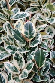 Image result for Ficus elastica