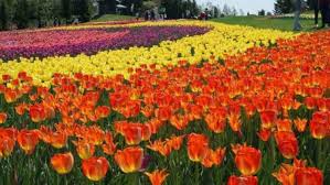 Musim semi, musim panas, musim gugur dan musim dingin. 3 Spot Terbaik Melihat Bunga Saat Musim Panas Di Hokkaido Berita Jepang Japanesestation Com