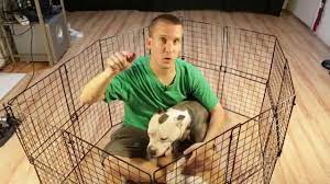 How To Build A Cheap Diy Temporary Dog Playpen Diy Dog Stuff Diy Dog Kennel Cheap Dog Kennels