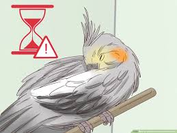 How To Understand Cockatiel Gestures With Pictures Wikihow