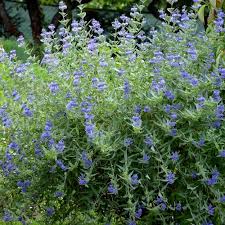 Image result for Caryopteris odorata