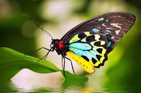Monarch orange butterfly and bright summer flowers on a background of blue foliage in a fairy garden. Australian Butterfly Sanctuary 2021 Cairns The Tropical North