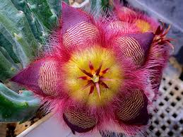 Image result for Orbea rogersii