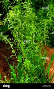 Image result for Limnophila fluviatilis