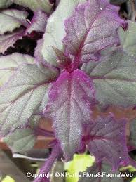 Image result for Gynura scandens
