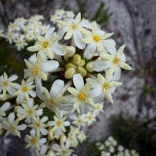 Image result for Struthiola