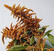 Image result for Amaranthus