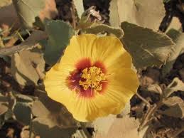 Image result for Abutilon hirtum