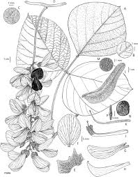 Image result for Mucuna glabrialata