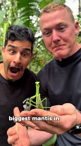 ‼️THE BIGGEST MANTIS IN THE WORLD 🌎🤯 @Nick Volpe This is Giant compared  to any mantids I’ve ever seen, absolutely INSANE! 😱 When it flew off it  didn’t even look like its wings could cope under its ...