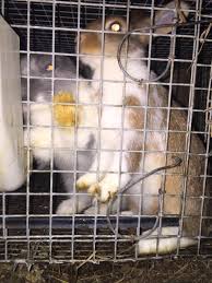 Our store also offers grooming, training, adoptions and curbside pickup. Animals Frozen Alive Crudely Gassed At Petco Petsmart Supplier