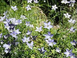 Image result for Wahlenbergia capitata