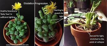Etiolated Succulent Growing Tall Stretched The Succulent Eclectic Succulent Care Succulents Succulent Gardening