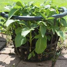 This is another whole topic to study. Pin On Home Garden Garden