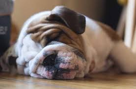 By the middle of the 1800s, the sport was no longer legal, and the athletic bulldog quickly began to todays olde english bulldogge matches the looks of the bull baiting dog of the early 1800s. Do English Bulldogs Shed 8 Tips To Stop It Atractivopets