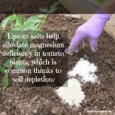 good fertilizer for tomato plants