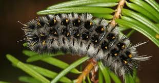 Lophocampa Roseata The Larvae Have Been Recorded Feeding On Acer Plantanoides They Are Covered With Long Hairs Caterpillar Moth Caterpillar Amazing Nature