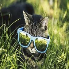 رمزيات مدهشة للواتساب والانستقرام صور رمزيات عجيبة ومدهشه جدا cat photo cat help cats