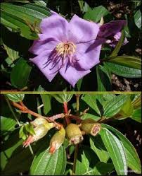 Image result for Hibiscus pusillus