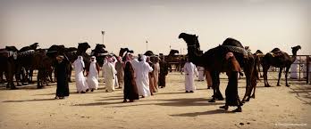 The united arab emirates are home to 380,000 camels, which can resist the harsh climate of the country's deserts and are considered. A Camel Beauty Contest Traditional Bedouin Culture In The Uae Our Globetrotters