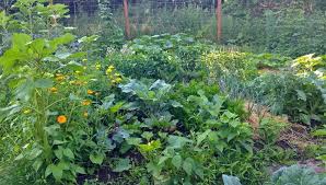 For trees, use 1 to 5 lbs each, depending on the tree size. Azomite Trace Minerals For Better Garden Soil Family Food Garden