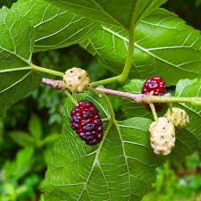 Image result for Morus