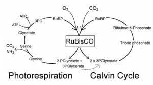 C3 C4 And Cam Plants Comparison Chart Biology Dictionary