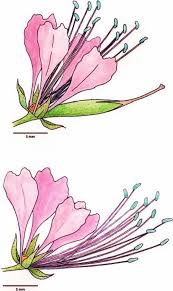 Image result for Cleome iberidella