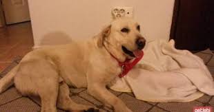 Ucretsiz Kopek Sahiplendirme Platformu Kopek Labrador Retrievers Evcil Hayvanlar