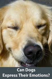 How Do Dogs Express Their Emotions Dogs Dog Brain Dog Training