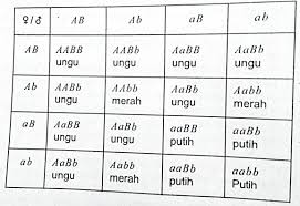 Soal essay pewarisan sifat dan pembahasan kelas 12. Contoh Soal Essay Biologi Kelas Xii Semester 1 Beserta Jawaban Part 5
