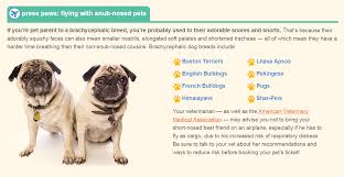 The Hidden Dangers Of Flying With Brachycephalic Snub Nosed Dog Breeds Like Pugs And Bulldogs Pet Travel Pet Parent Dog Care